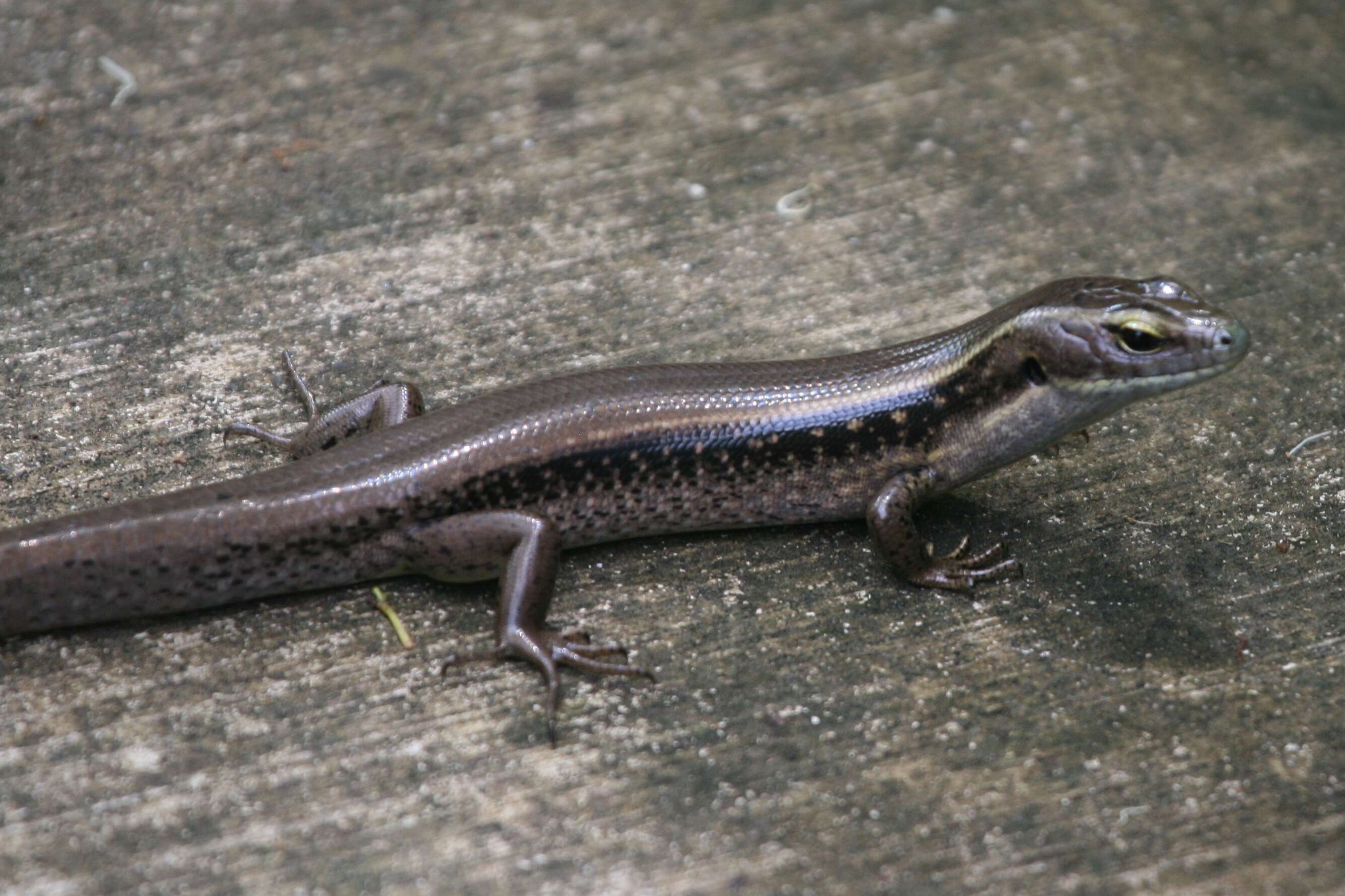 Image of Eastern Water Skink