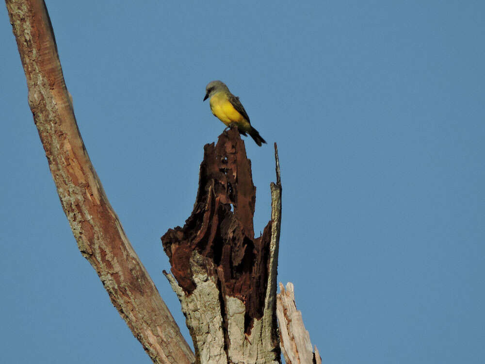 Image of Kingbird