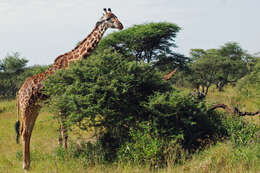 Image of Giraffe