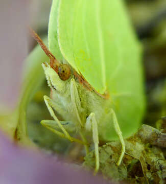 Imagem de Gonepteryx rhamni (Linnaeus 1758)