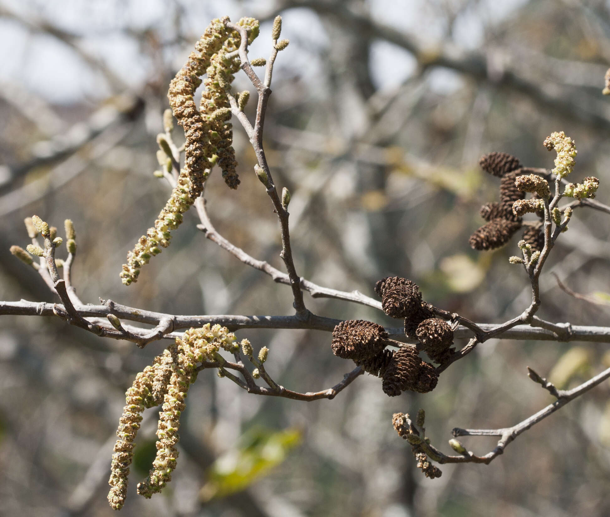 صورة Alnus acuminata Kunth