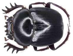 Image of Rhinoceros Beetles