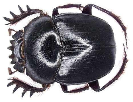 Image of Rhinoceros Beetles