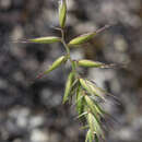 Image of Australopyrum pectinatum (Labill.) Á. Löve
