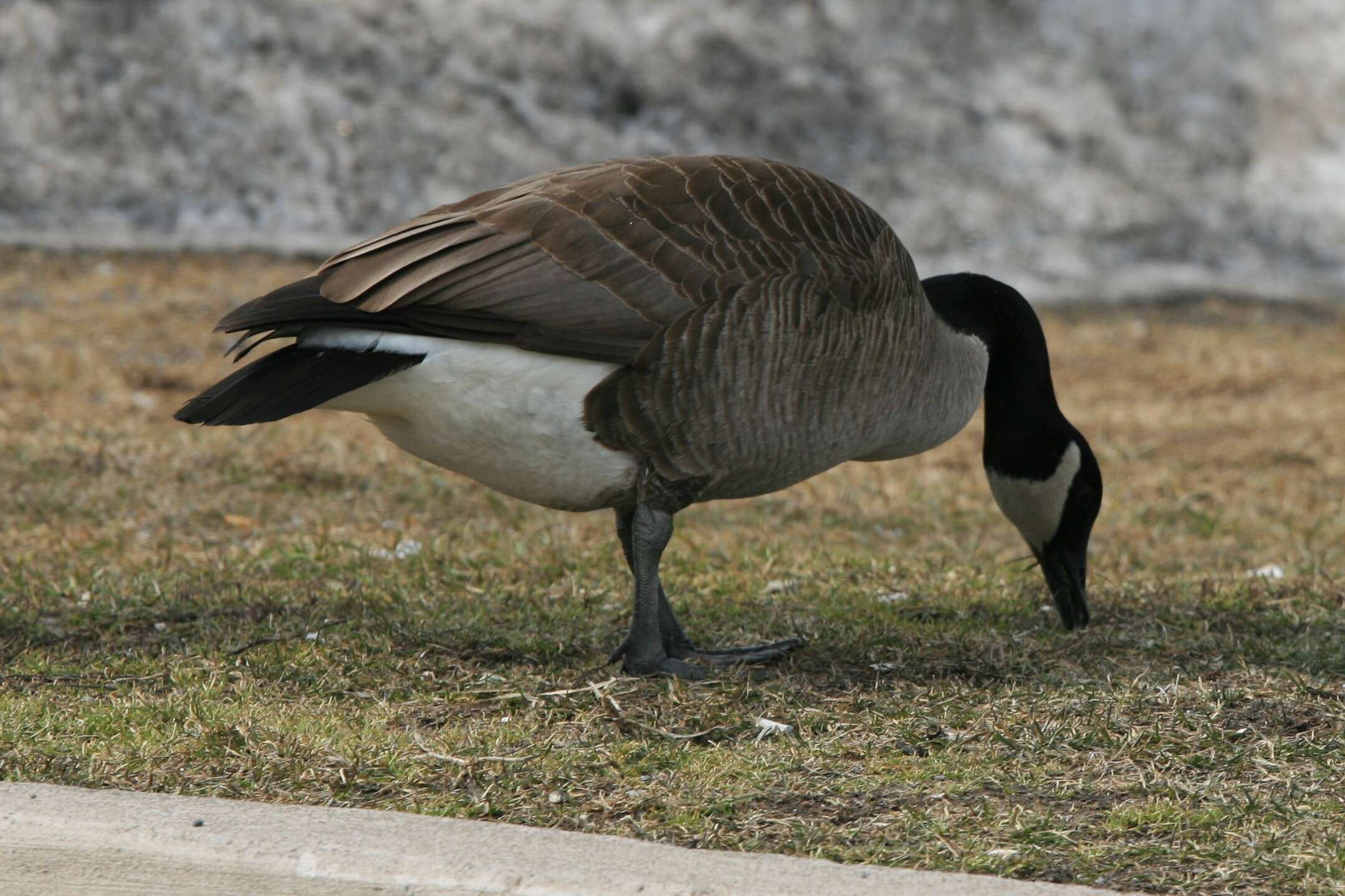 Image of Hawaiian goose