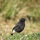 Image of Pied Bush Chat