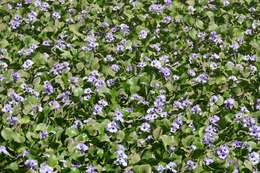 Image of Water hyacinths