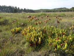 Image of purple pitcherplant