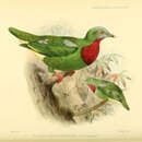 Image of Claret-breasted Fruit Dove