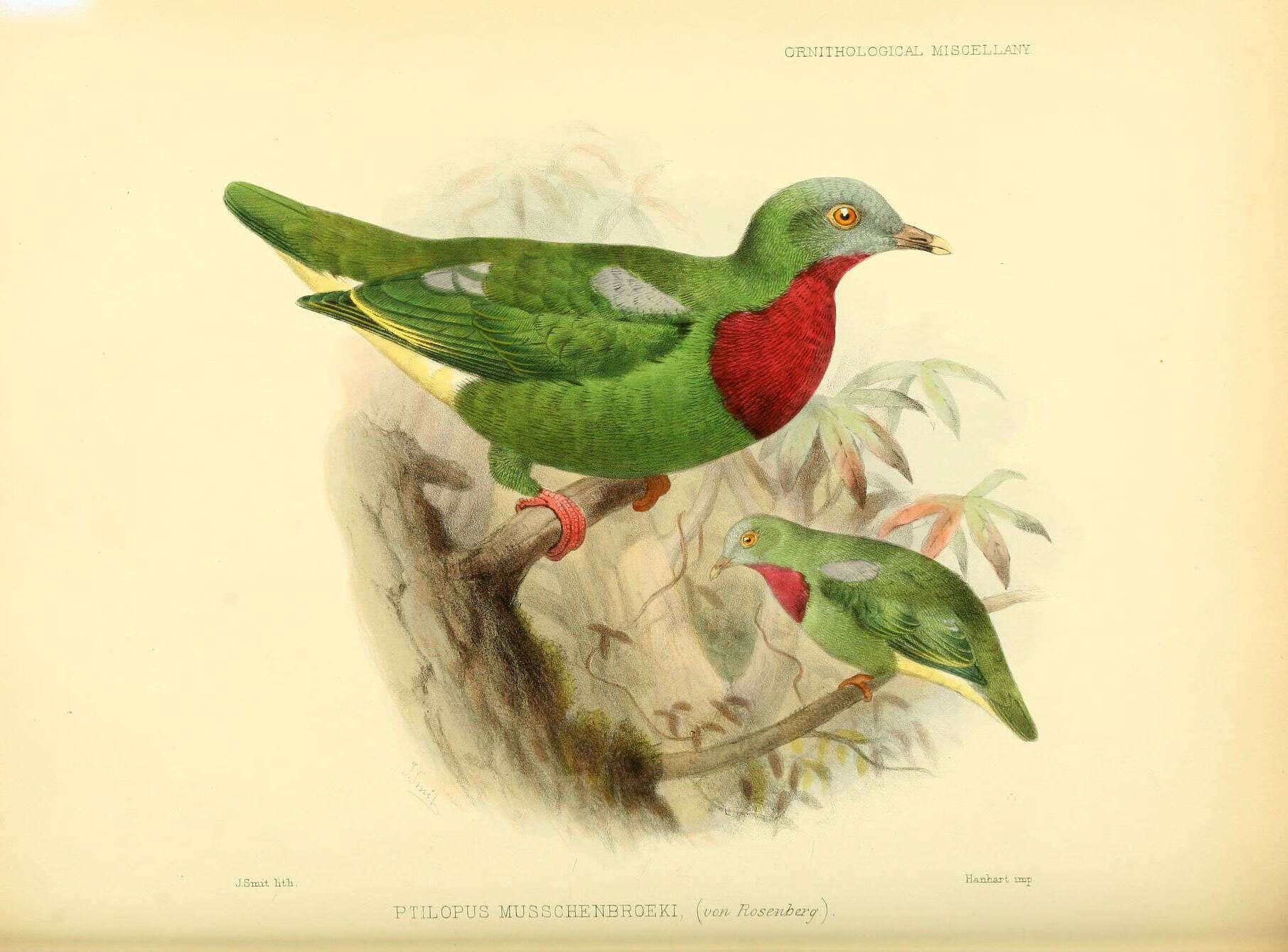 Image of Ptilinopus Swainson 1825