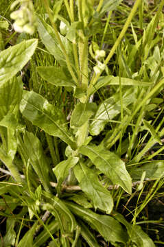 Image of Philadelphia fleabane