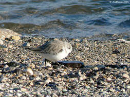 Image of Calidris Merrem 1804