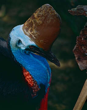 Image of Southern Cassowary