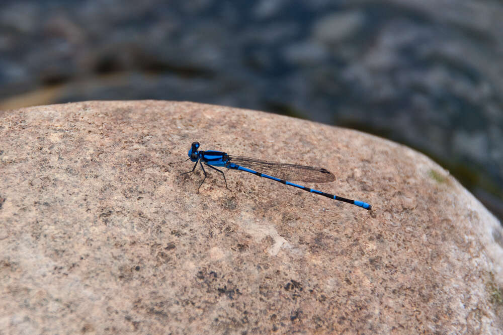 Image of Familiar Bluet