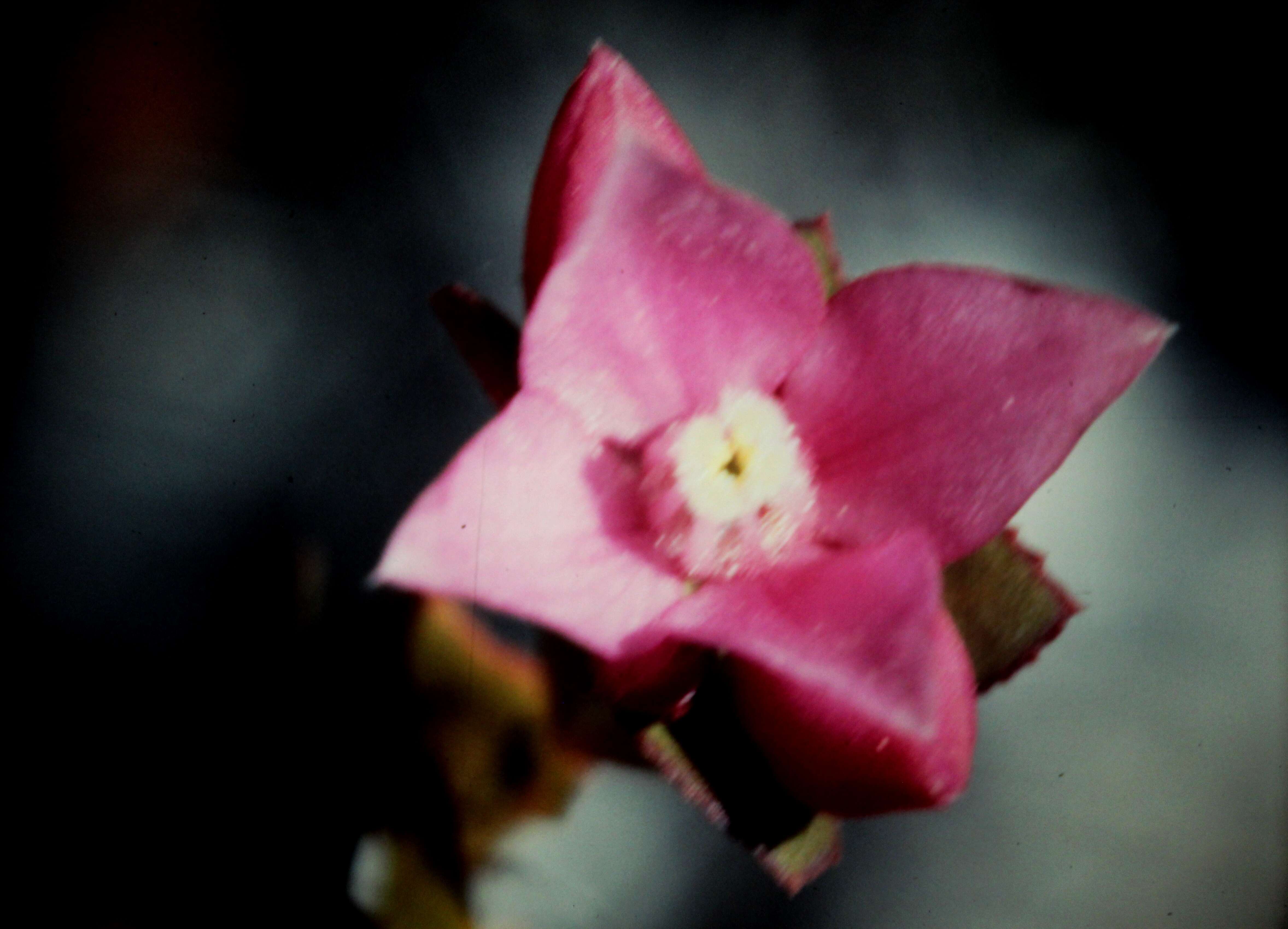 Image of Australian Native Rose