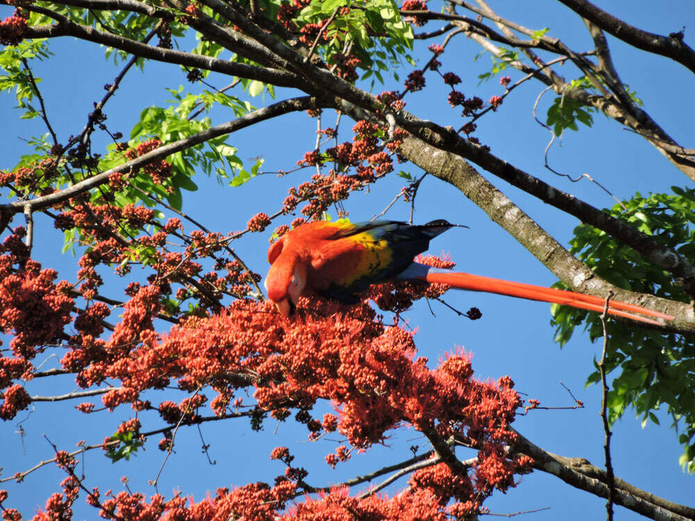 Image of Scarlet Macaw