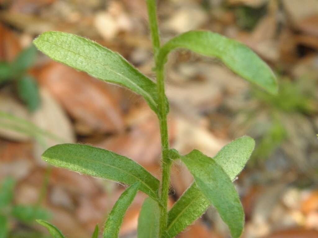 Image of goldenaster