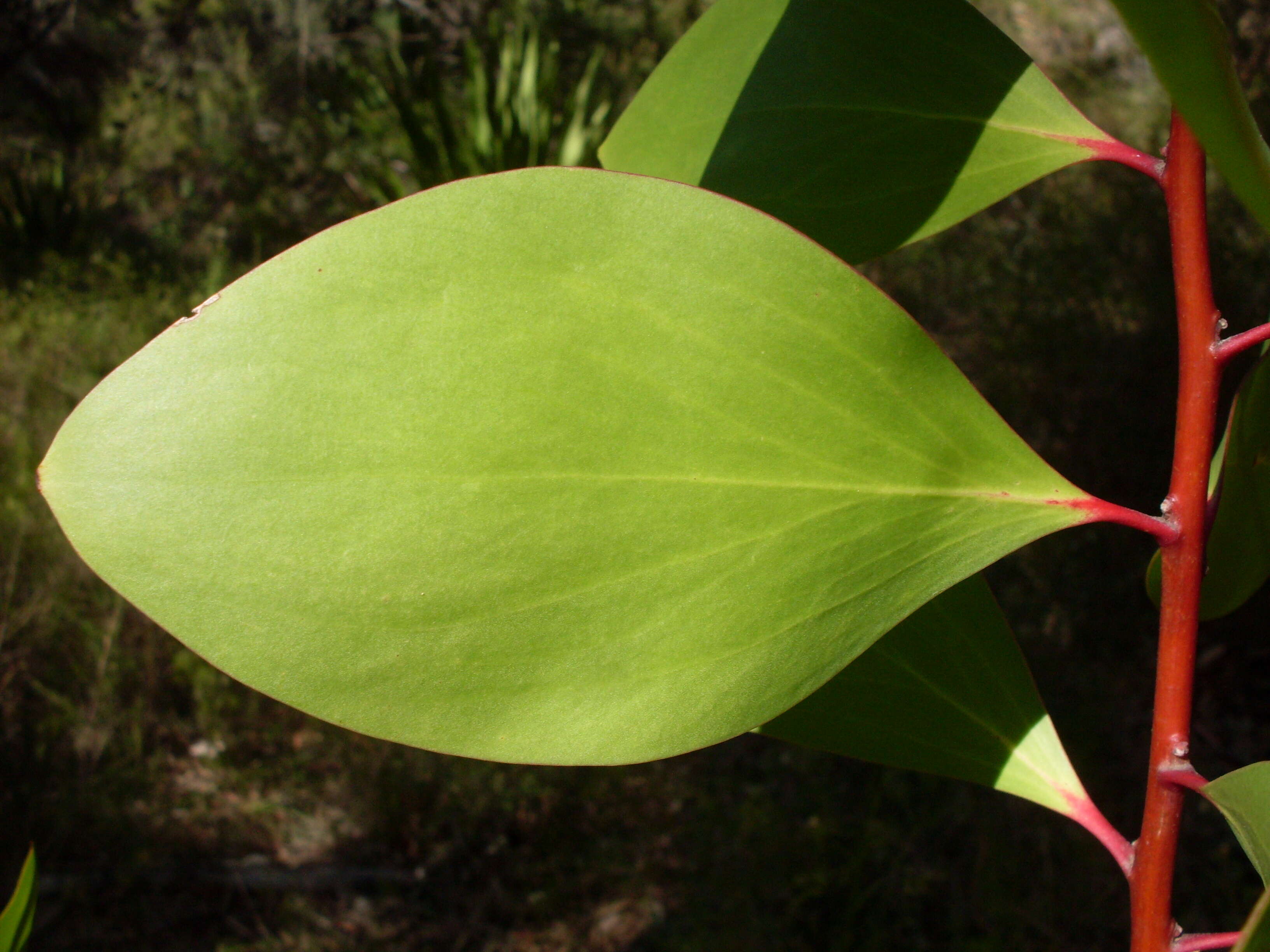 Image of Persoonia levis (Cav.) Domin