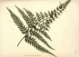 Image of hollyfern