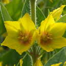 Image of Dotted Loosestrife