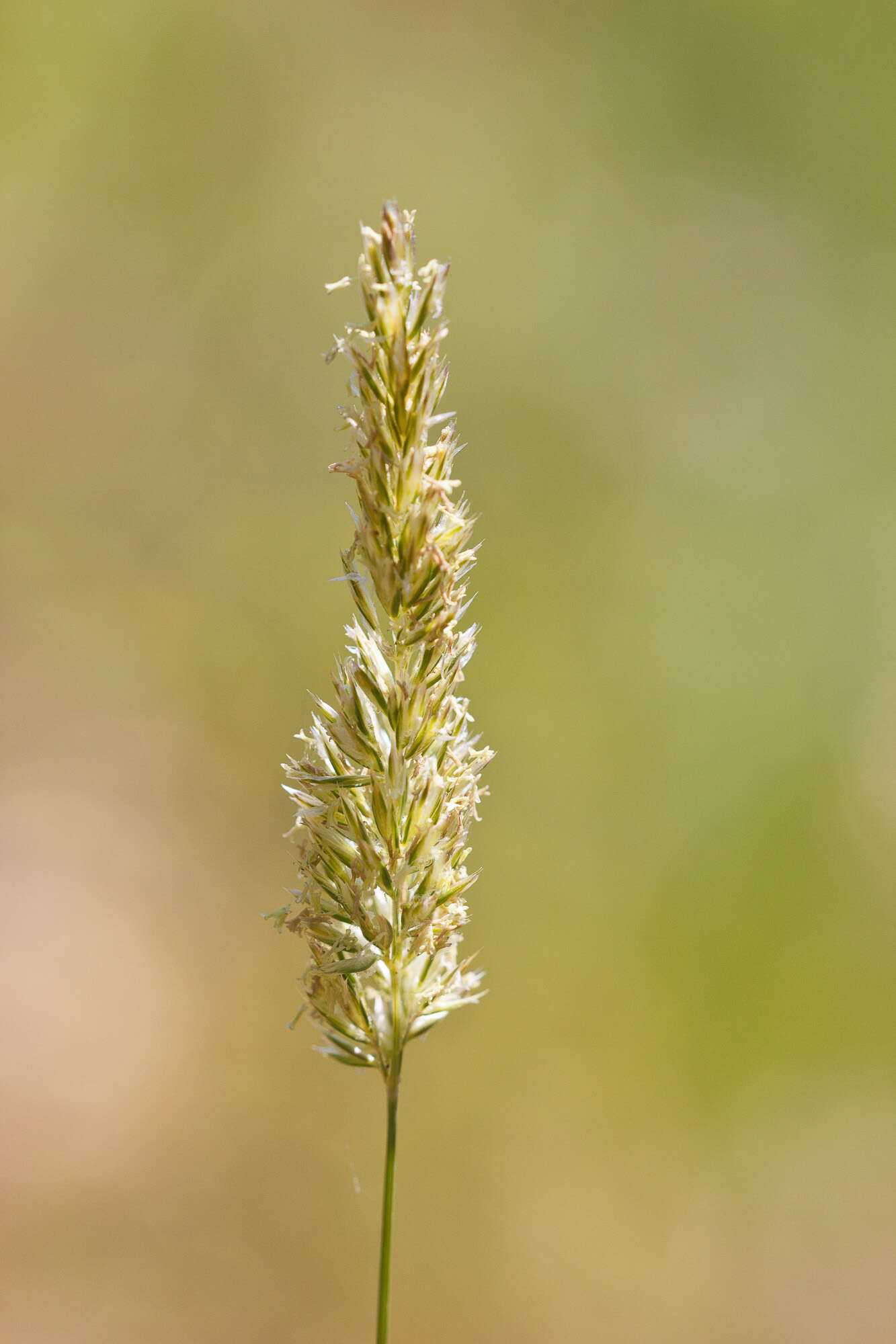 Image of Junegrass