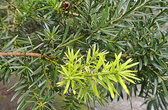 Sivun Podocarpus oleifolius D. Don kuva