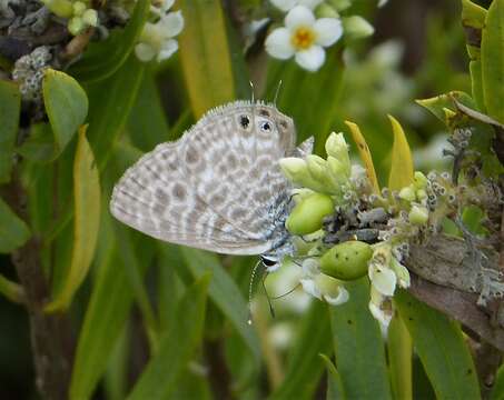 Image of Lang's Short-tailed Blue