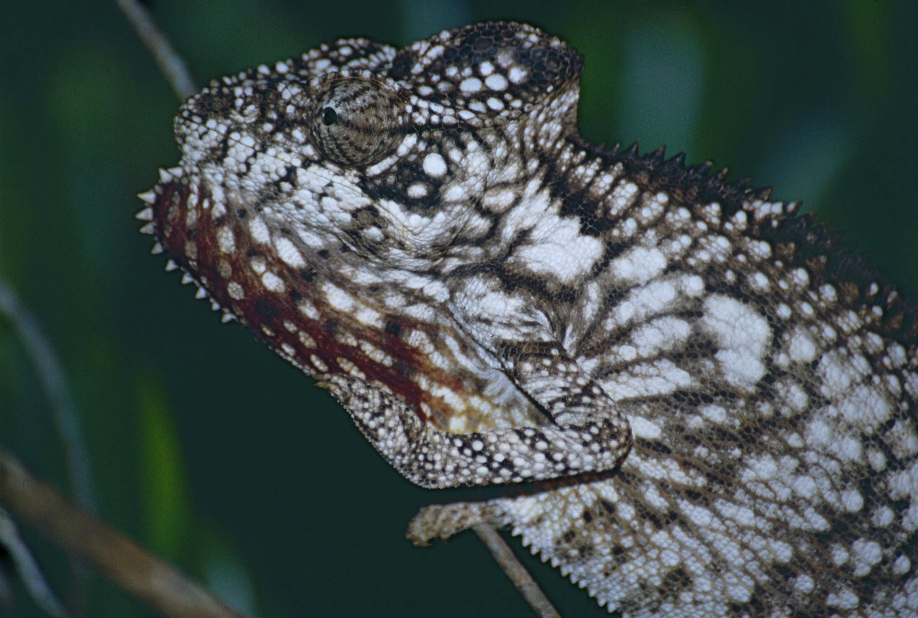 Image of Malagasy chameleons