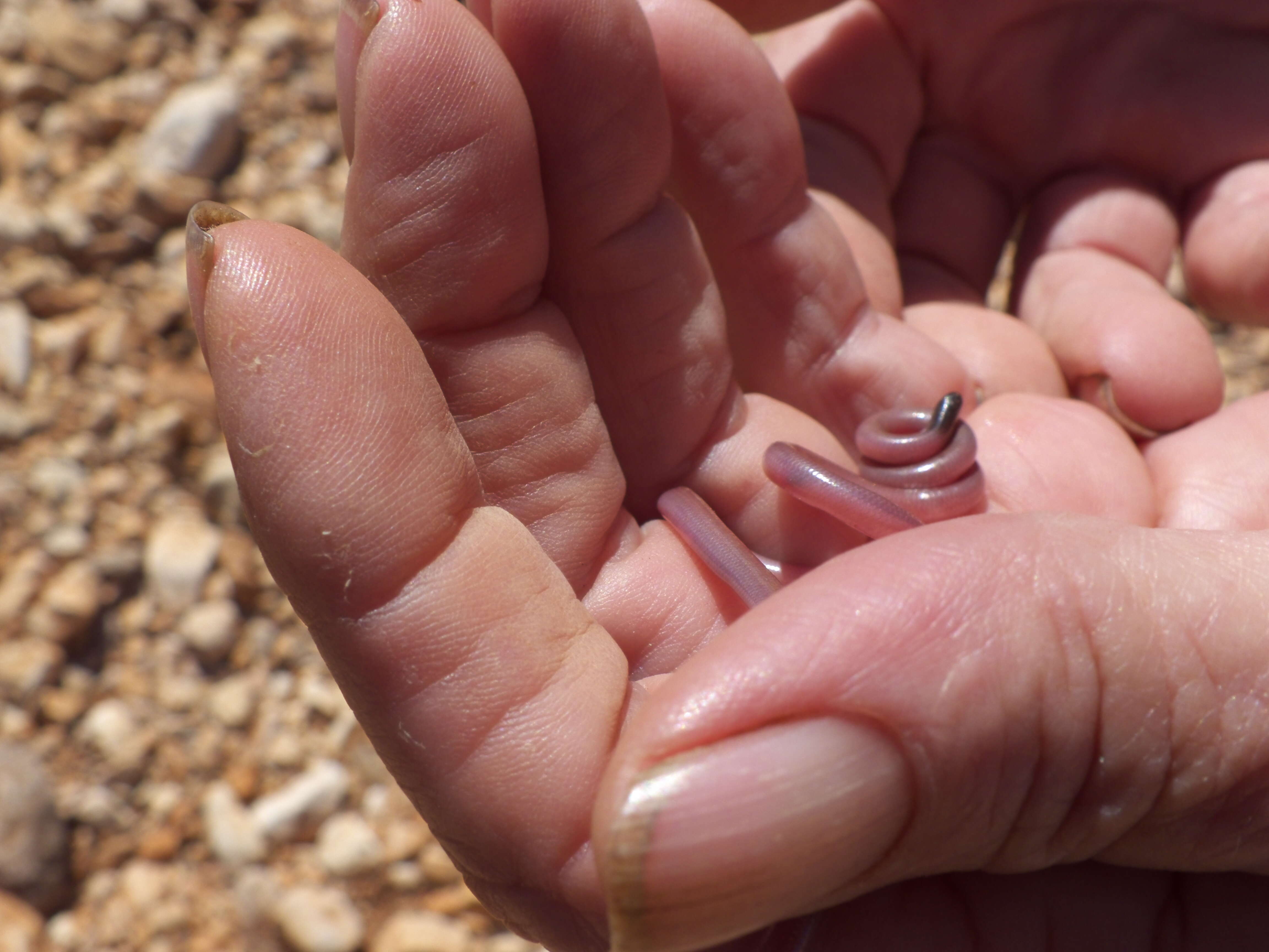 Image of Ramphotyphlops