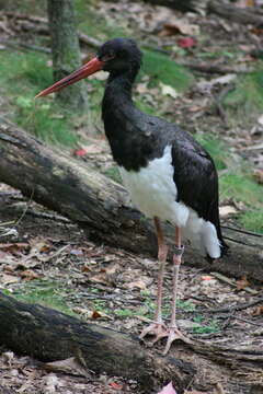 Image of Black Stork