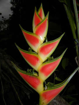 Heliconia wagneriana Petersen的圖片