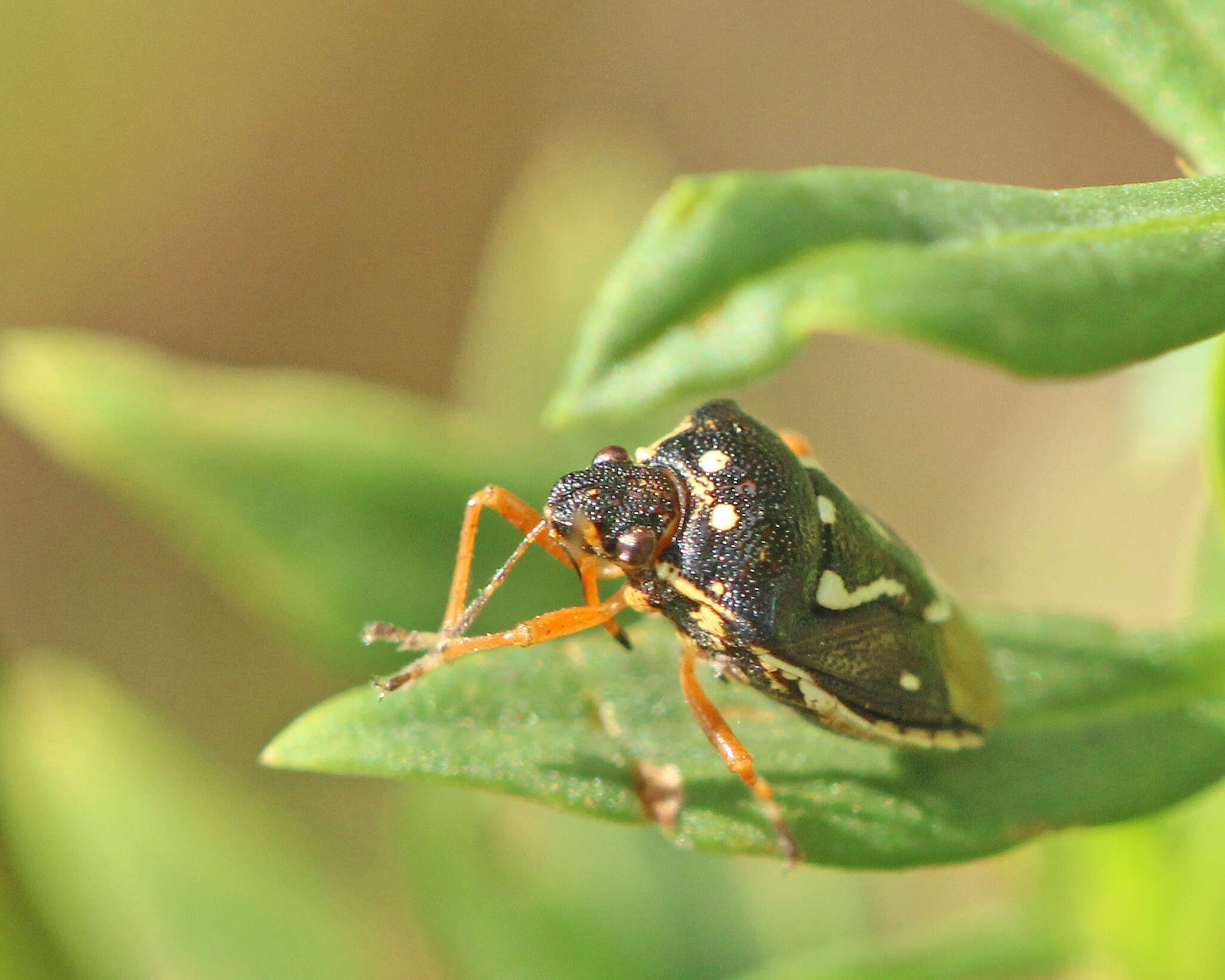 Image of Mormidea (Mormidea) pama Rolston 1978