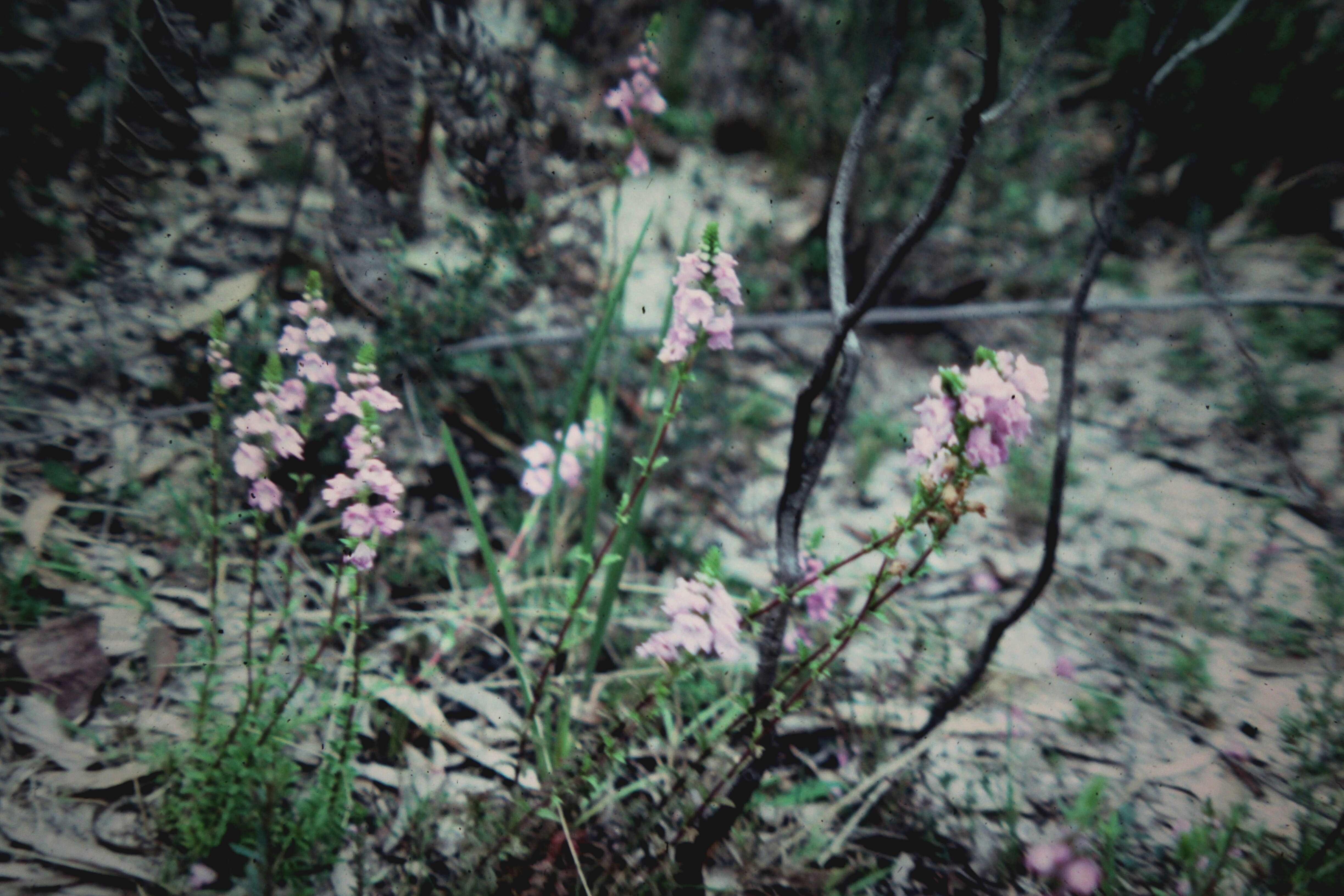 Image of Euphrasia collina R. Br.