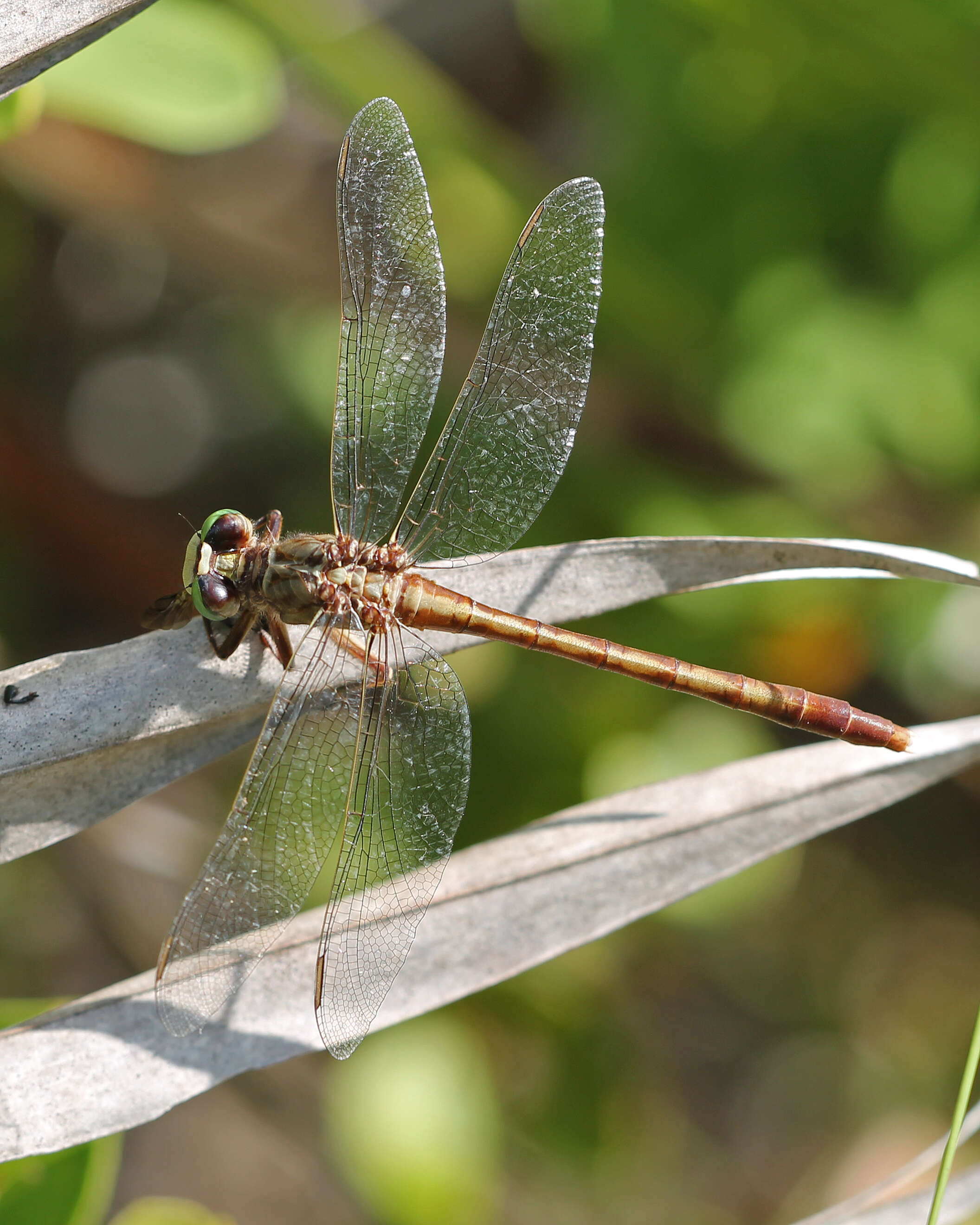 Imagem de Arigomphus pallidus (Rambur 1842)