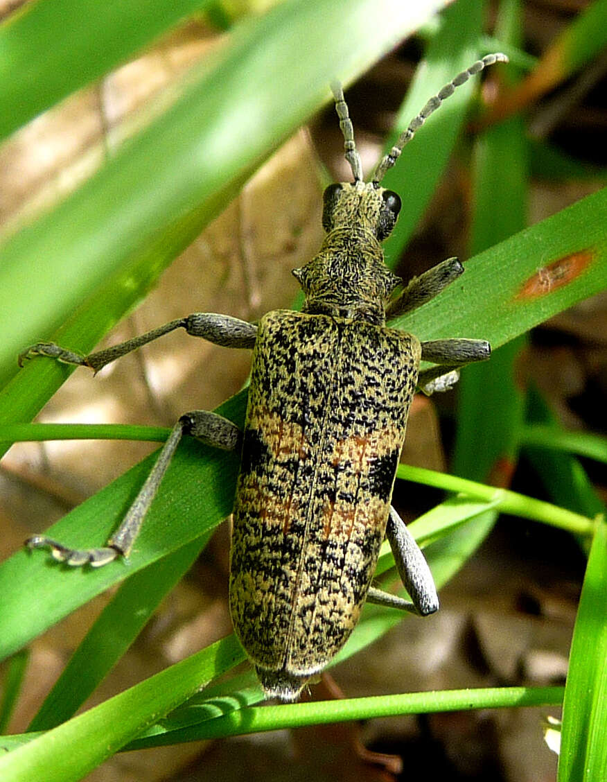 Image of Blackspotted Pliers Support Beetle