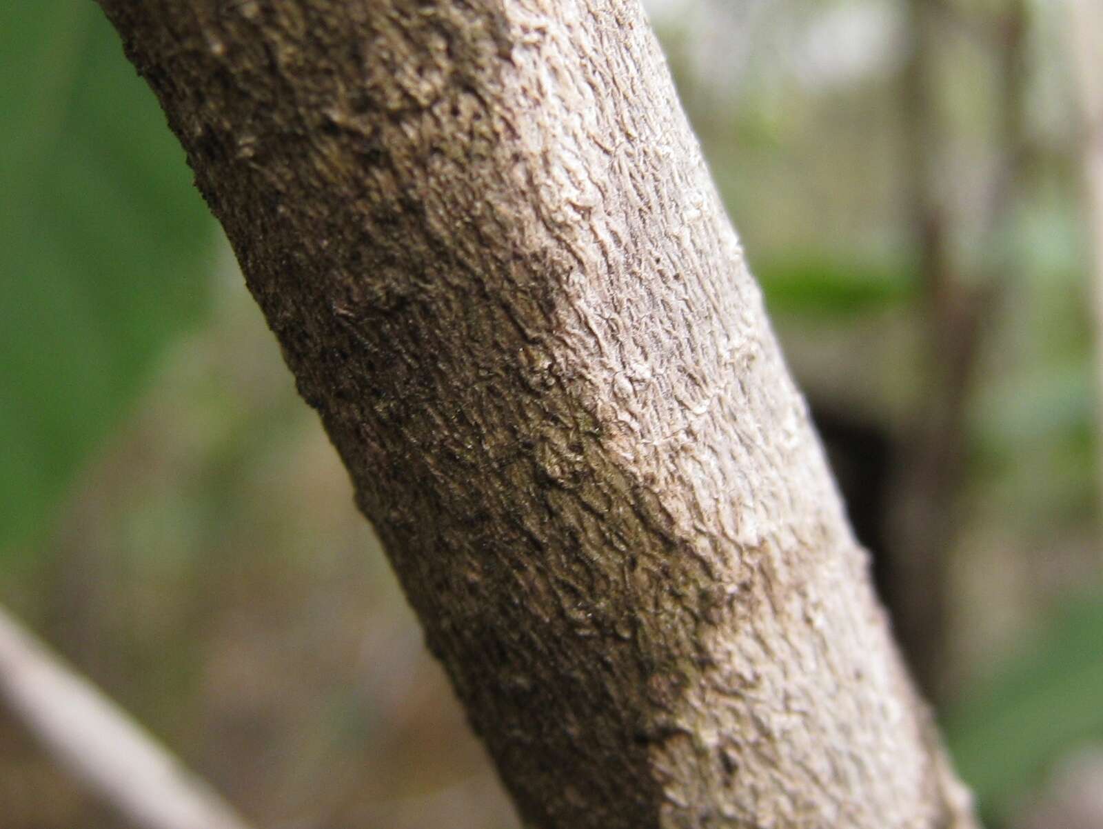 Plancia ëd Notelaea longifolia Vent.