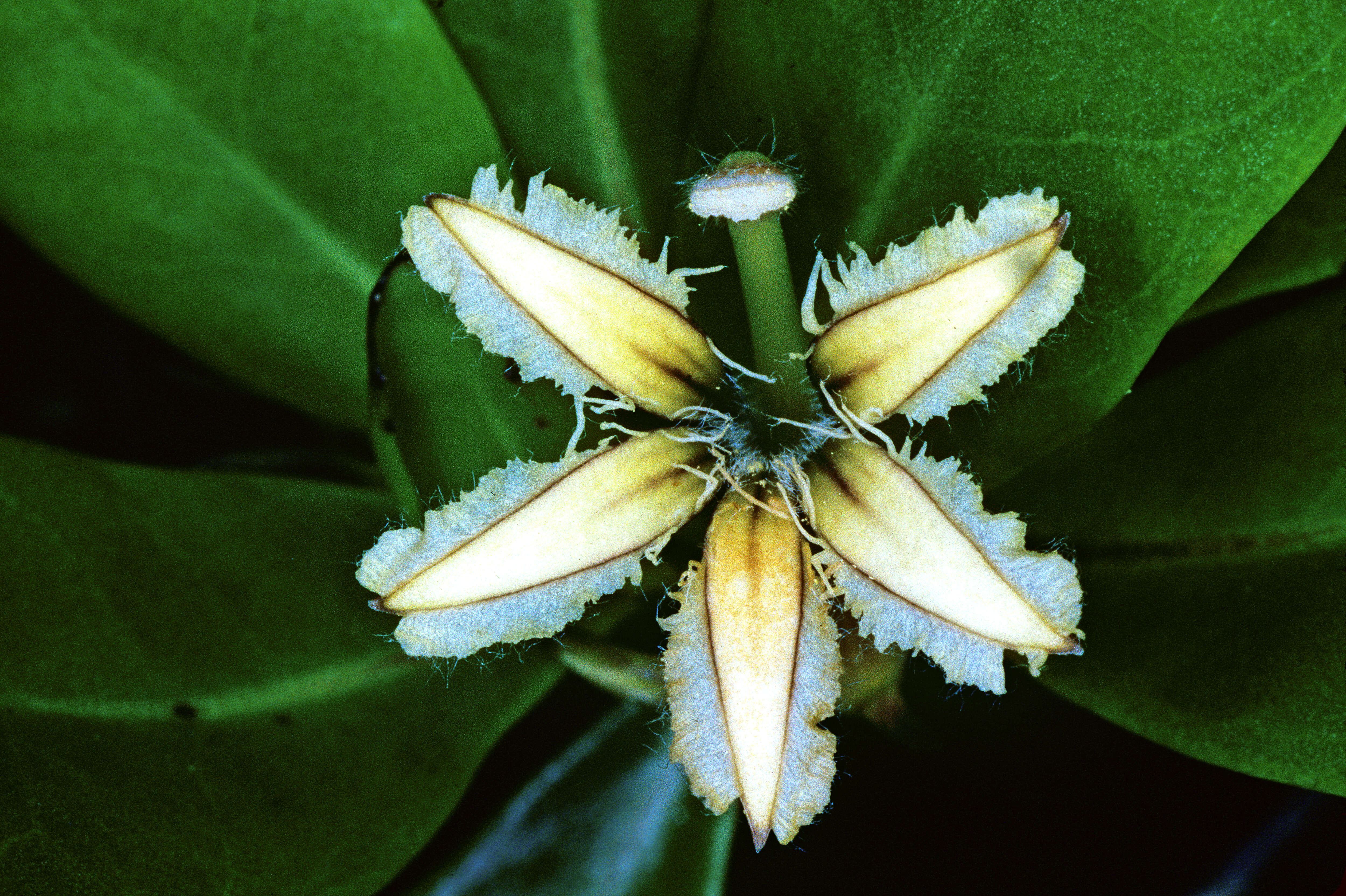 Imagem de Scaevola paulayi F. R. Fosberg