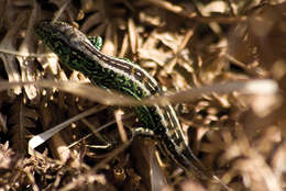 Image of Sand Lizard