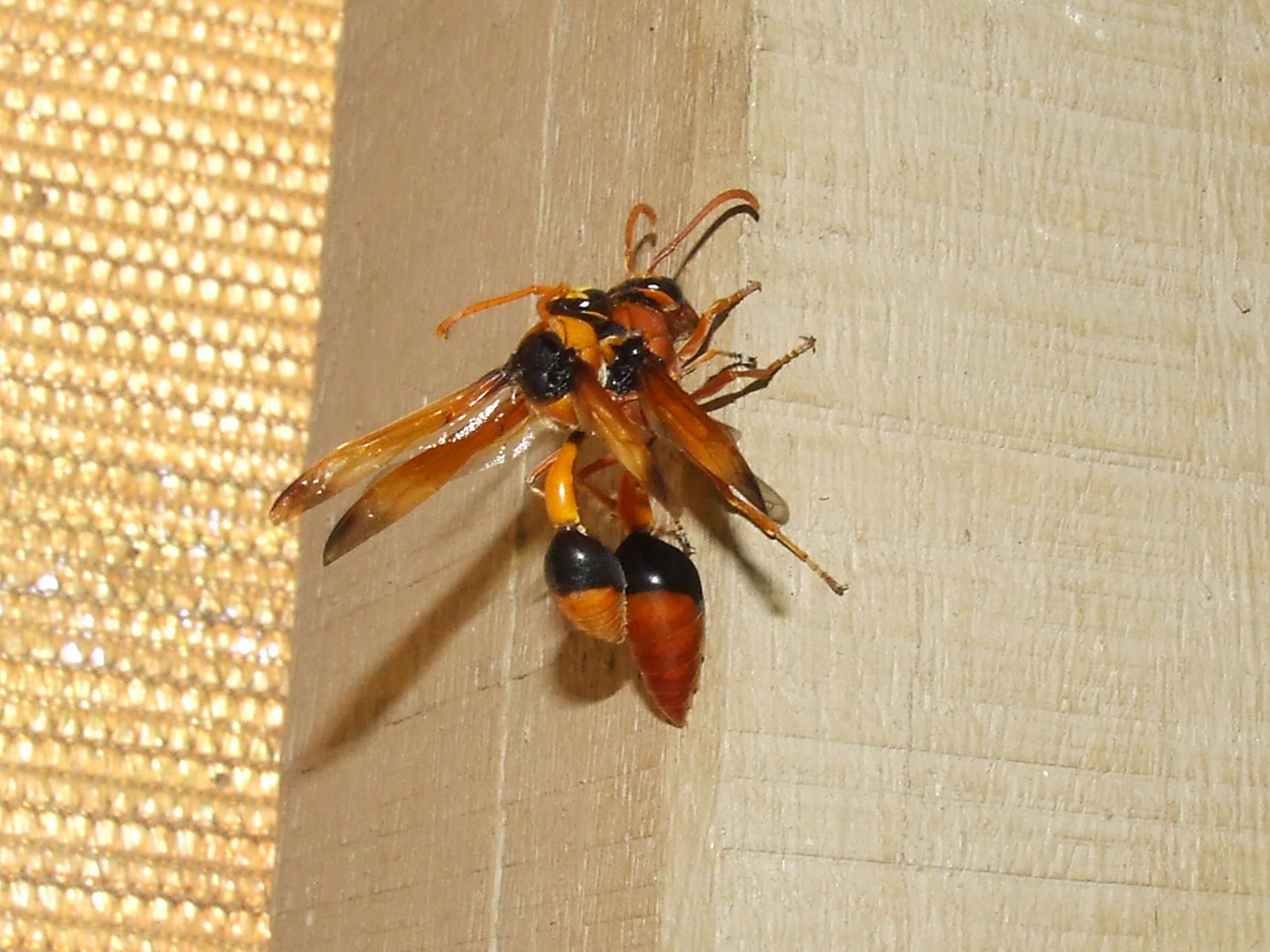 Image of Insecta