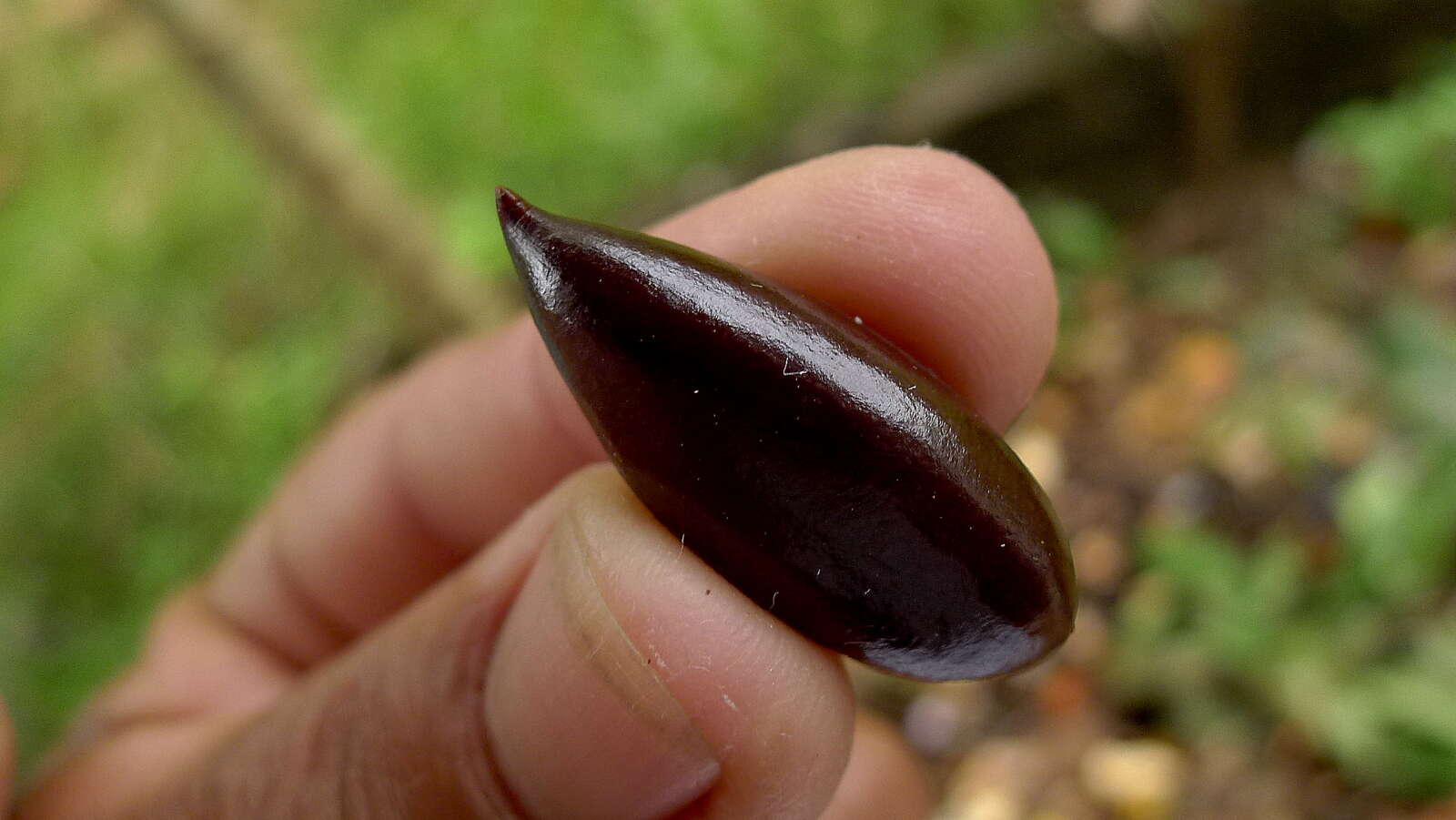 Image of Pouteria macrophylla (Lam.) Eyma