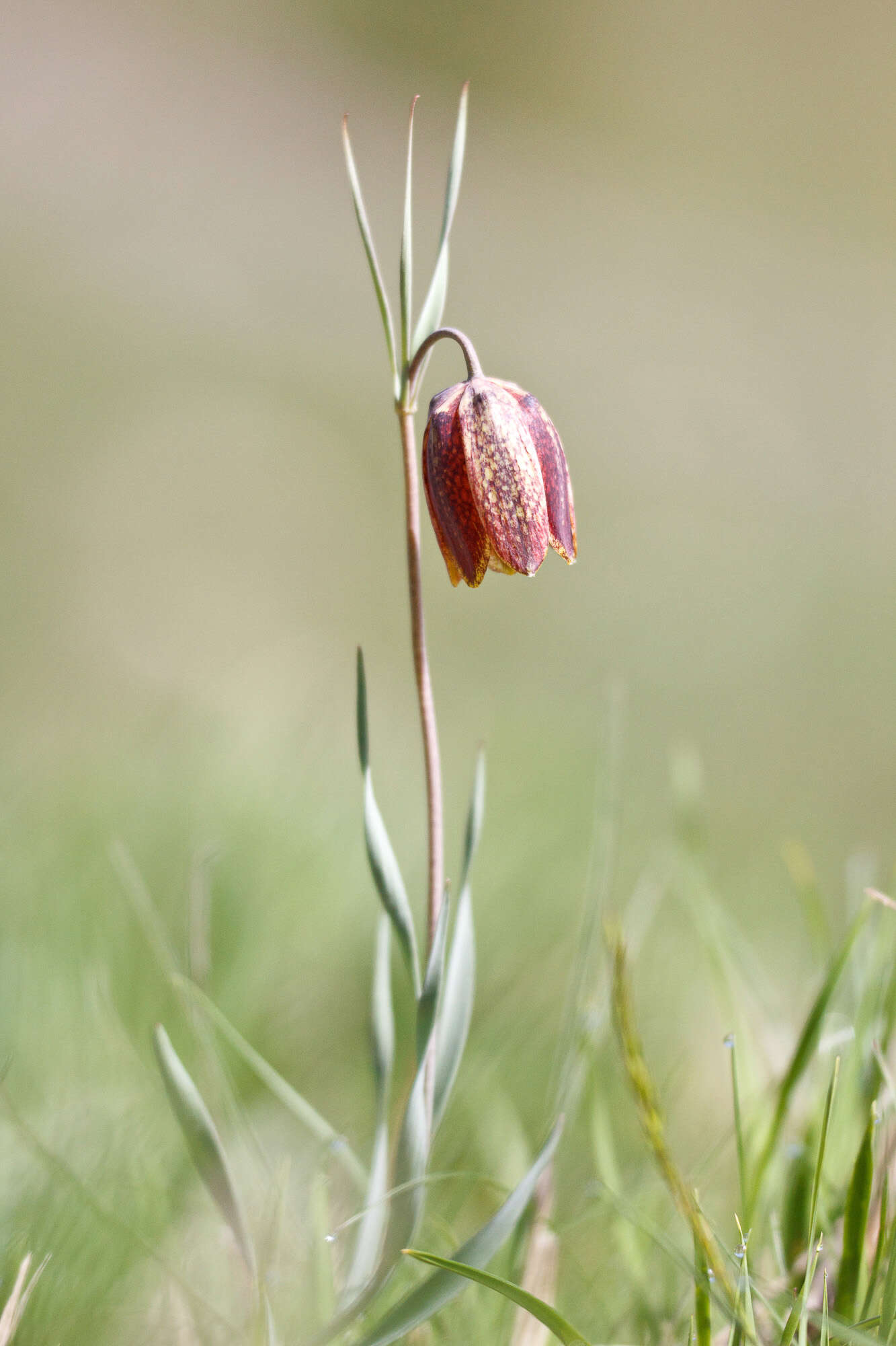 Image of Fritillaria tenella Lohmann 1896