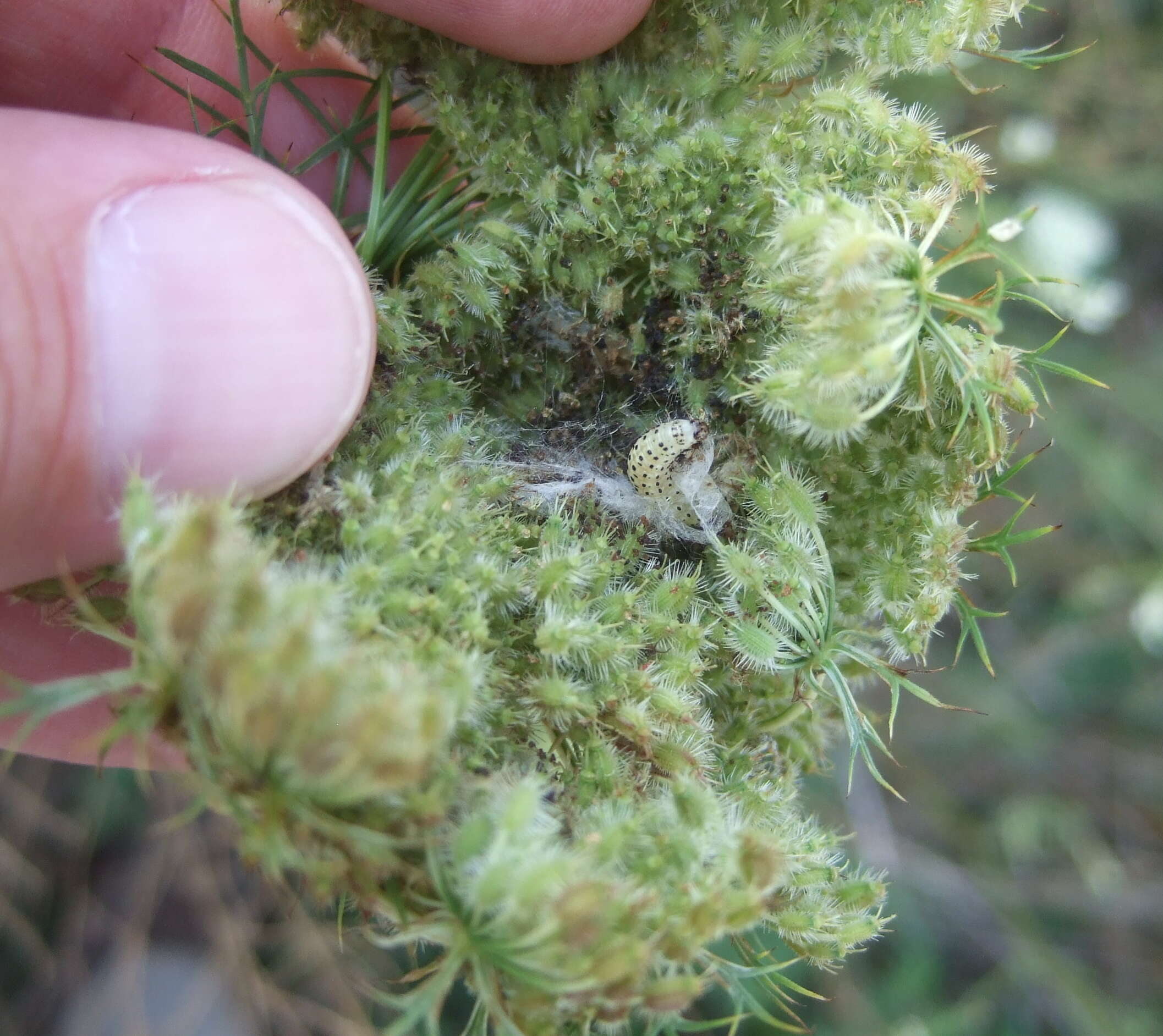 صورة Sitochroa palealis Schiffermüller