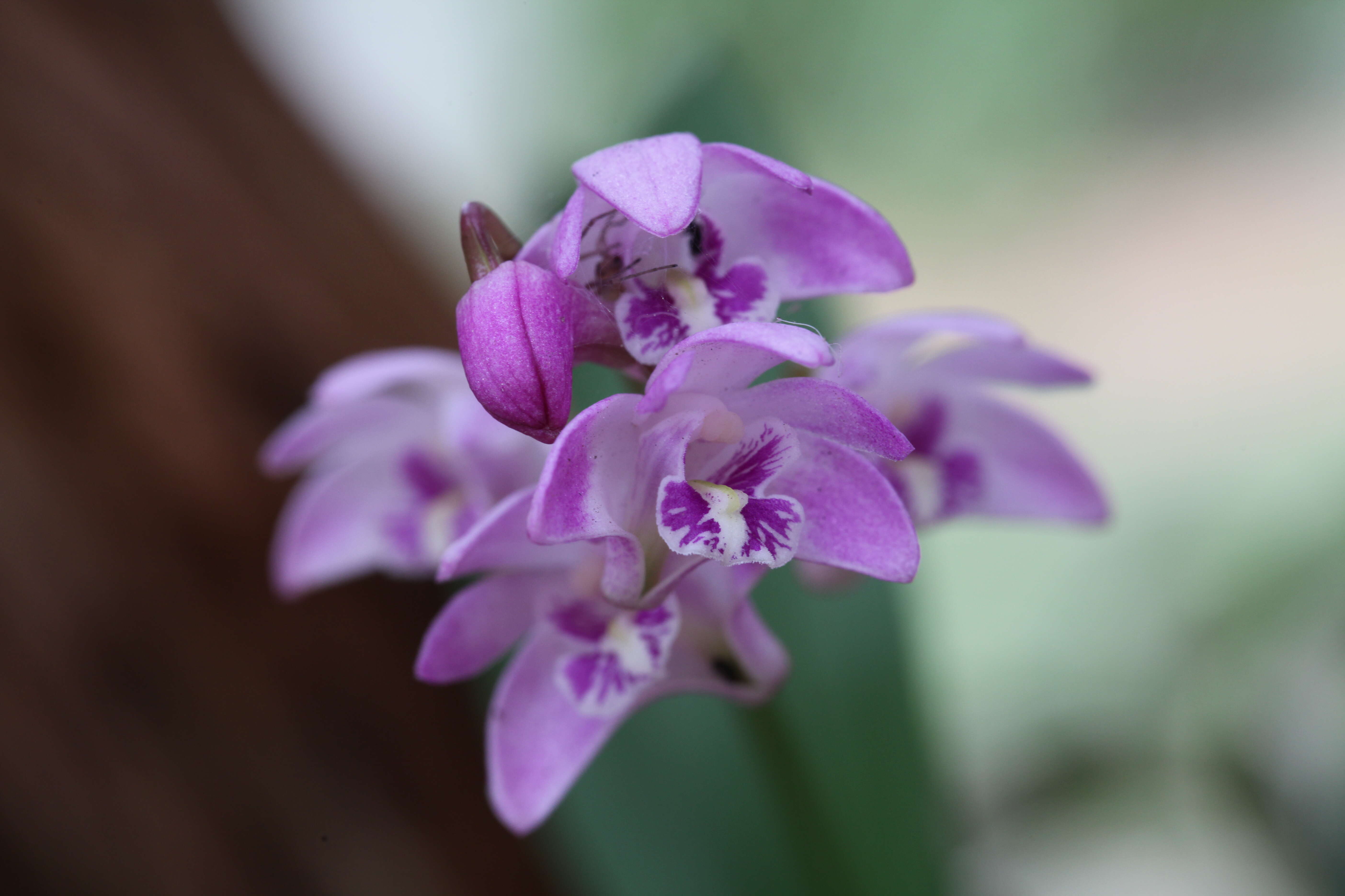 Image of Pink rock orchid