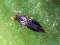 Image of common thrips