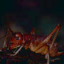 Image of Anostostoma australasiae Gray & G. R. 1837