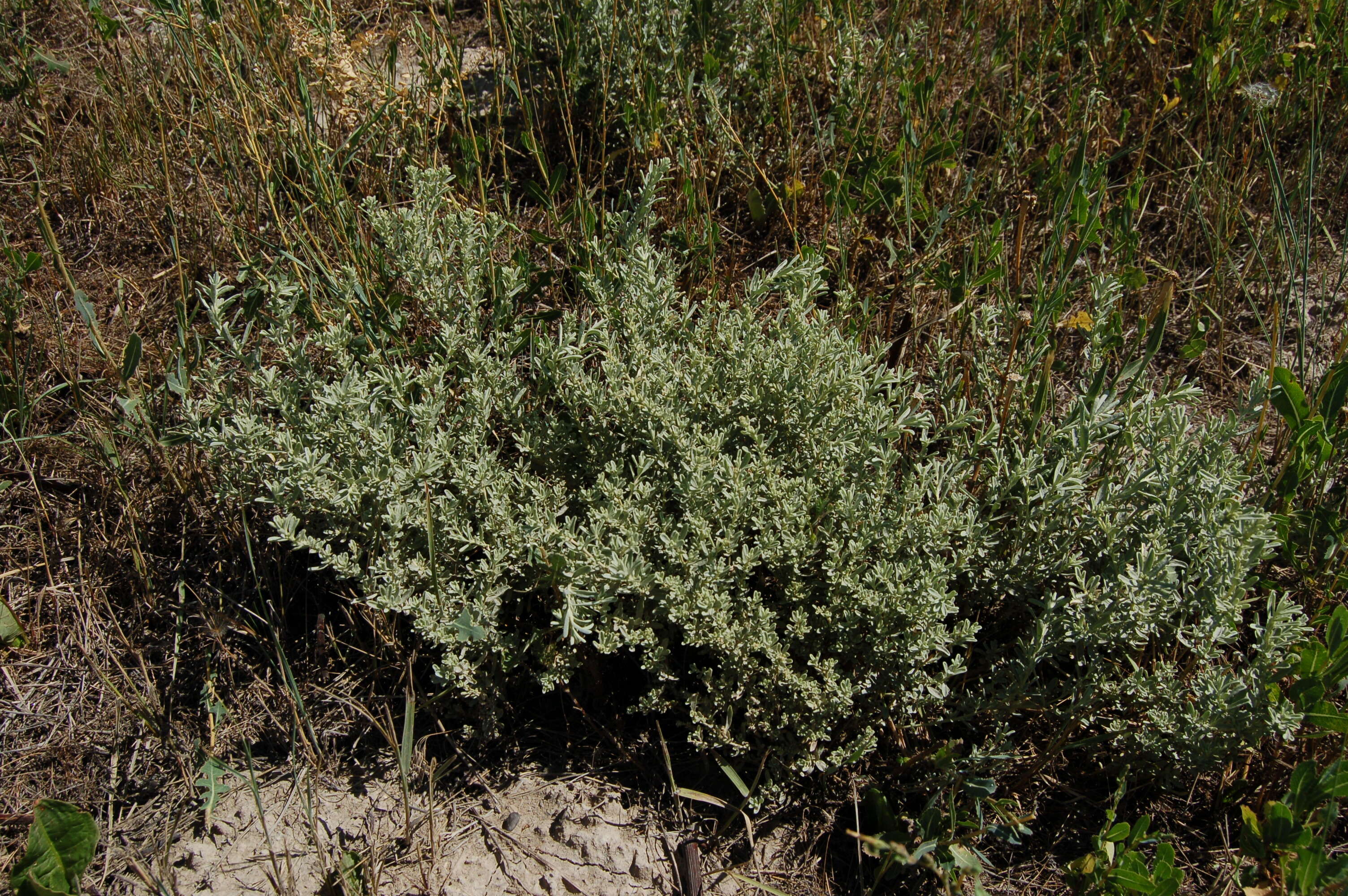 Image de Atriplex tridentata Kuntze