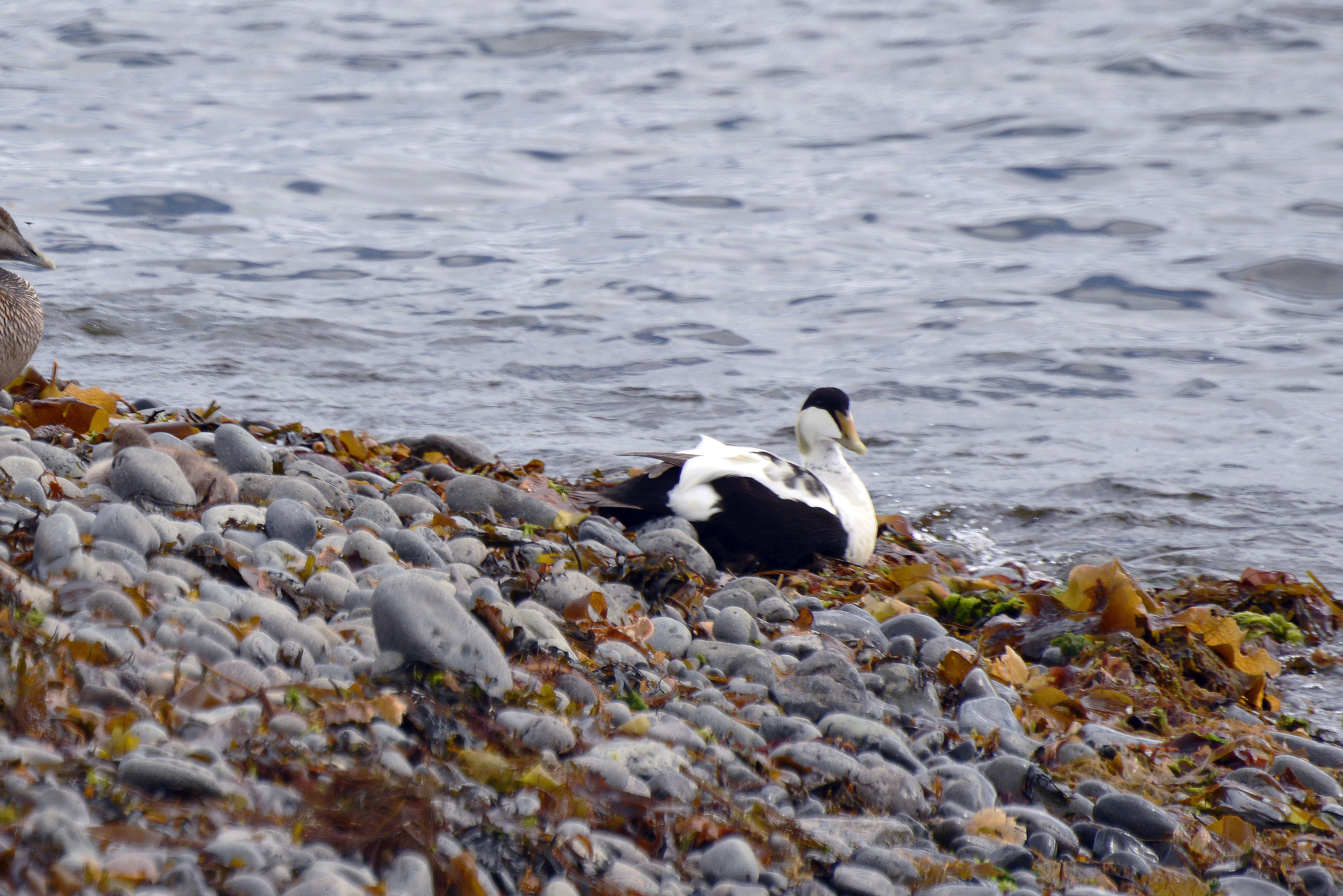 Image of Eider