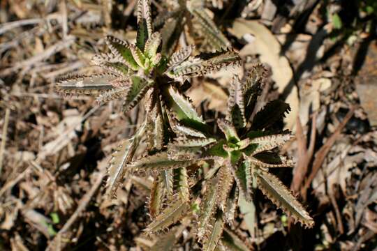 Image of devil's backbone