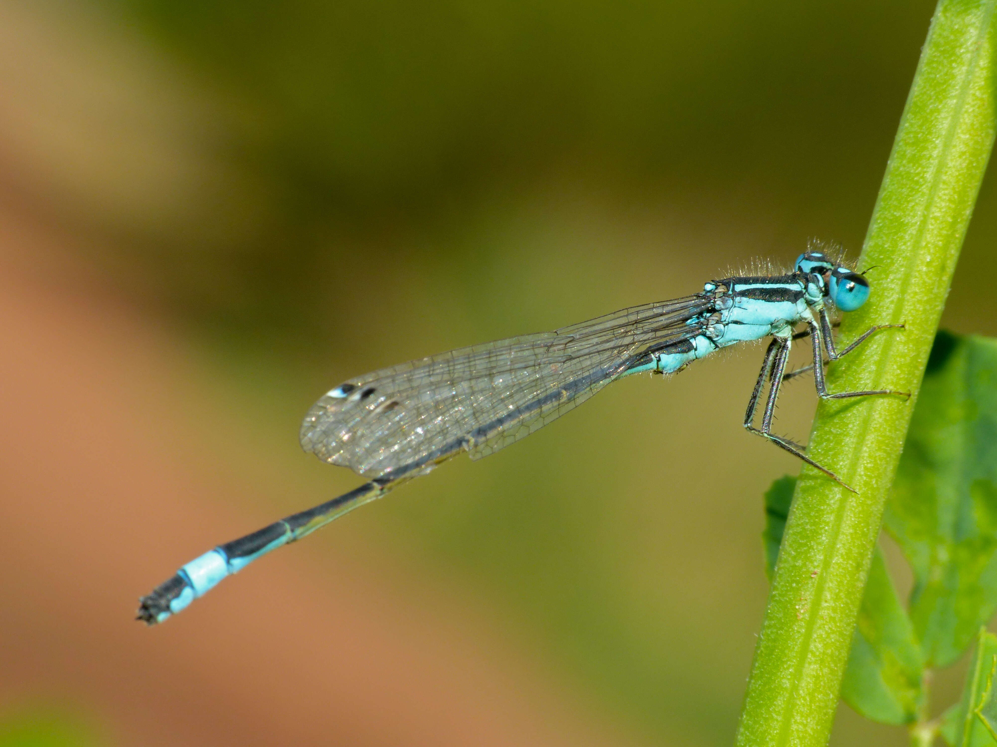 Image of Common Bluetail