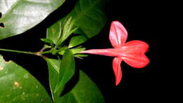 Image of Ruellia affinis (Schrad.) Lindau